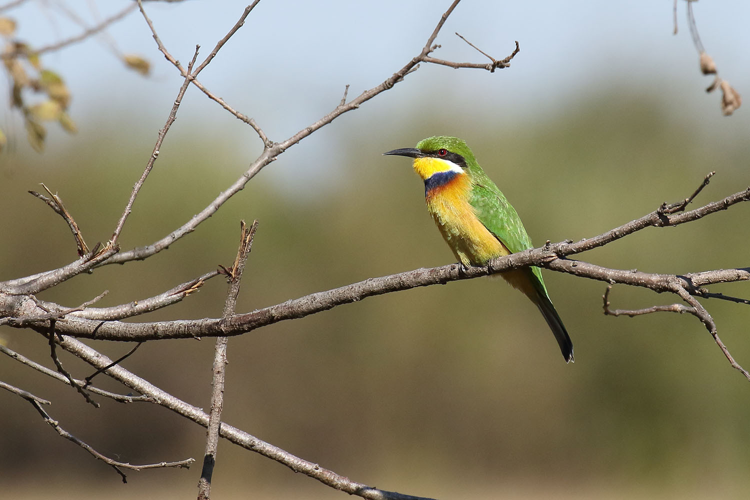 image Blue-breasted Bee-eater